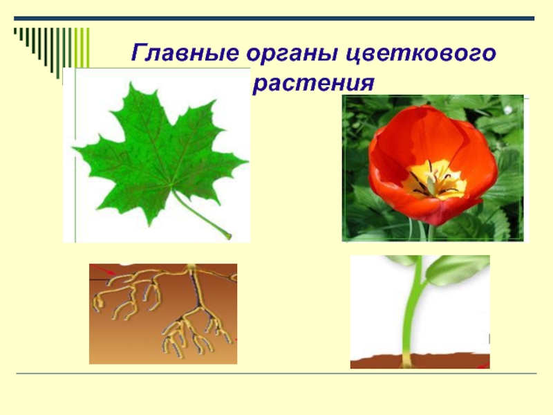 Главный орган растения. Взаимосвязы органов растений. Органы цветкового растения. Взаимосвязь органов растения.