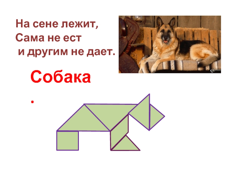 Собака сеня. На сене лежит сама не ест и другим не дает отгадка. Как собака на сене сама не ест и другим не дает. Поговорка собака на сене лежит сама не ест и другим не дает. На сене лежит сама не ест и другим не дает из какого произведения.