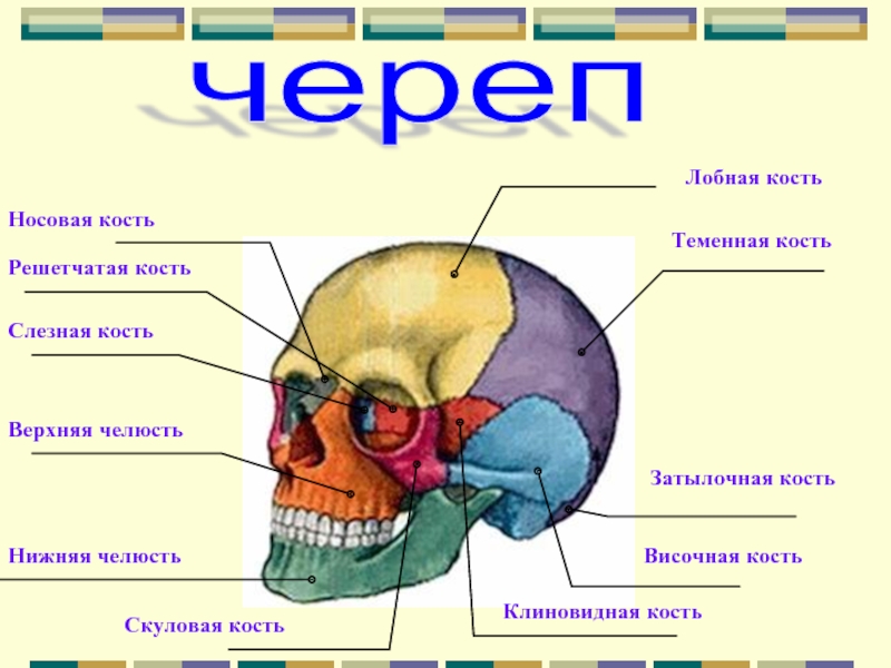 Кости черепа человека анатомия рисунок с подписями