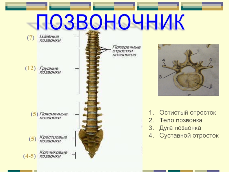 4 позвоночник. Отростки позвонков. Остистые отростки позвоночника. Поперечные отростки позвонков. Остистые и поперечные отростки позвонков.