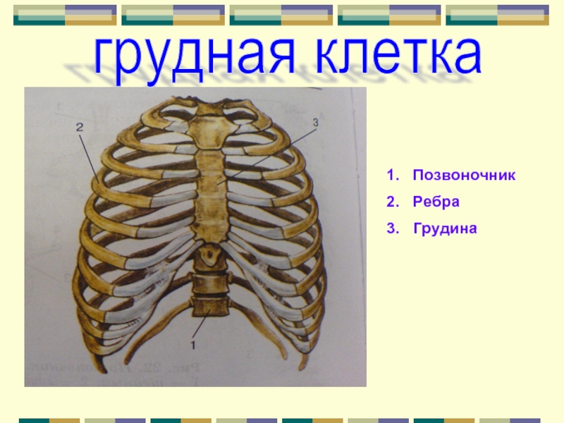 Грудная клетка ребра. Грудная клетка, рёбра, Грудина. Прикрепление ребер. Позвоночник с ребрами.