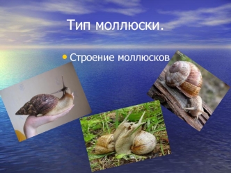 Тип моллюски.