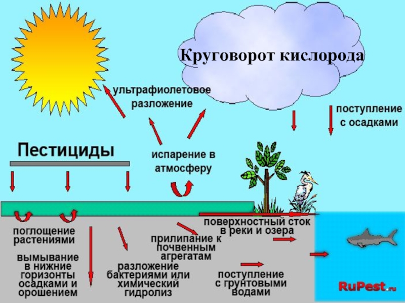 Схема круговорота кислорода в природе схема и