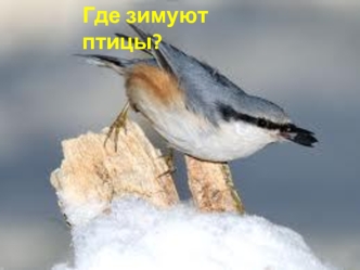 Где зимуют птицы?