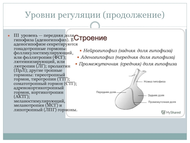 Аденогипофиз. Тропные гормоны передней доли гипофиза. Тропные гормоны гипофиза вырабатываются:. Секретируется передней долей гипофиза. Тропные гормоны гипофиза регулируют функцию.