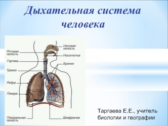 Дыхательная система человека