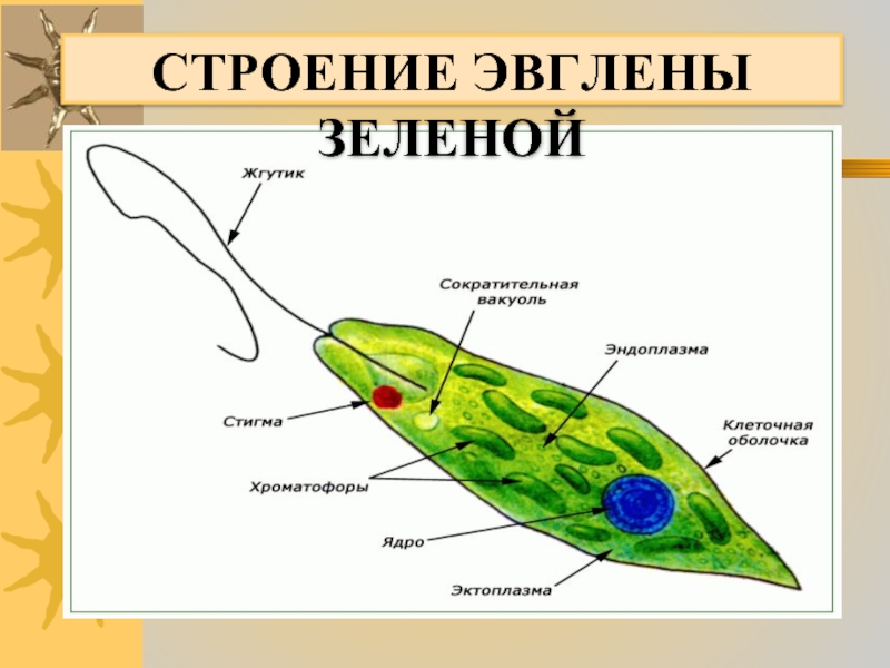 Эвглена зеленая какое питание