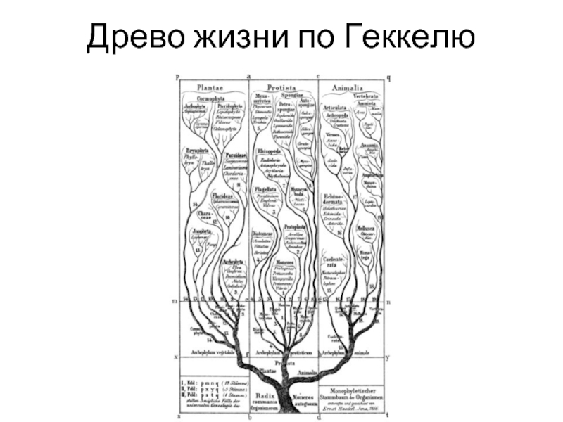 Систематика птиц схема