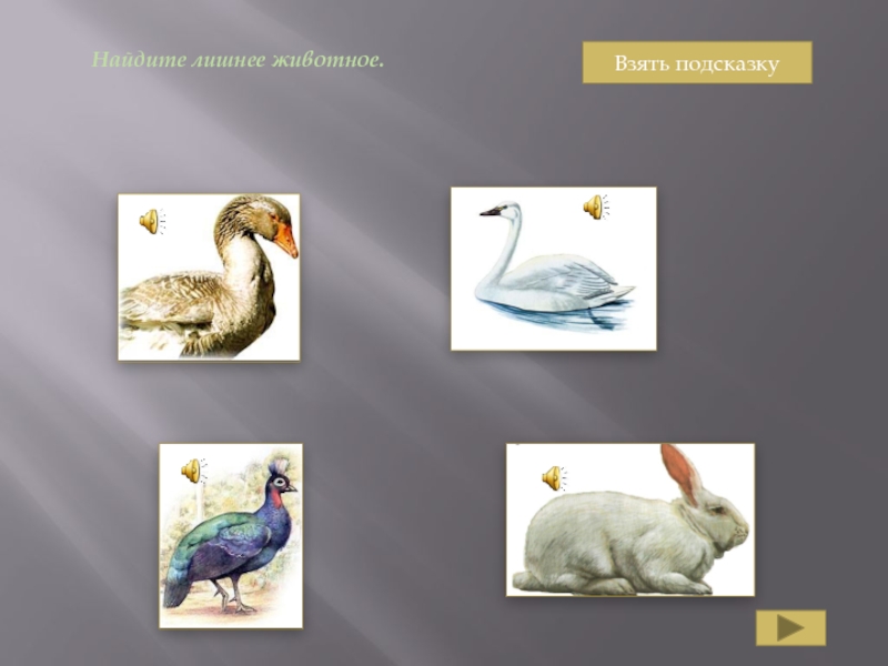 Выберите лишнее животное в природной зоне. Найди лишнее животное. 3 Лишний животные Крыма.