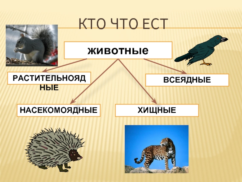 Презентация кто что ест 3 класс