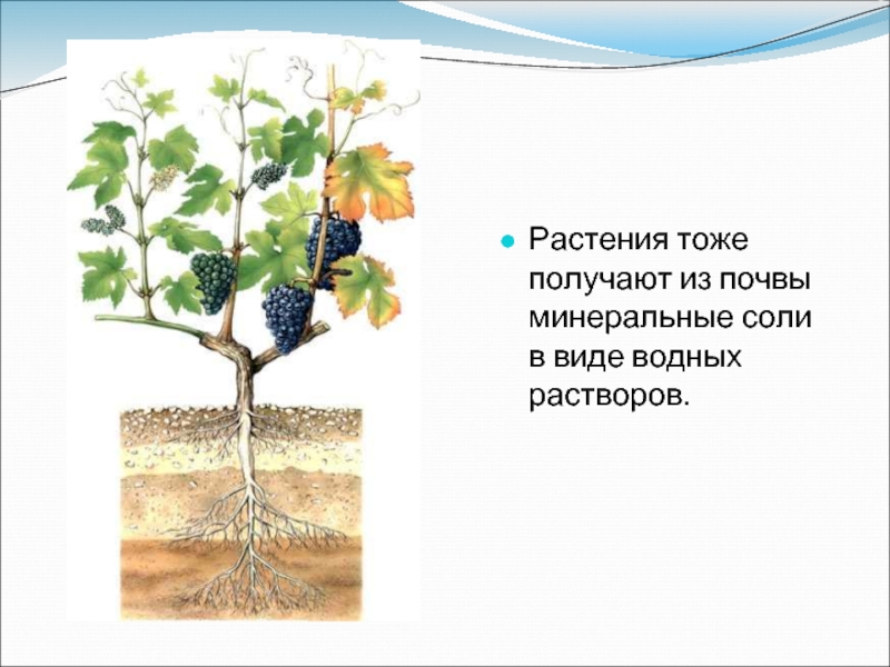 Значение роста в жизни растений 5. Минеральные соли для растений. Что растения получают из почвы. Минеральные соли в почве. Роль почвы в жизни растений.