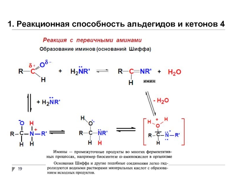 Кач реакции. Механизм реакции альдегидов с аминами. Строение альдегидов и кетонов. Качественные реакции кетонов. Биологически важные реакции альдегидов.