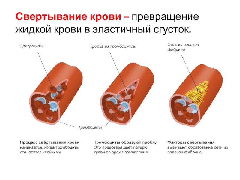 Схема сворачивания крови