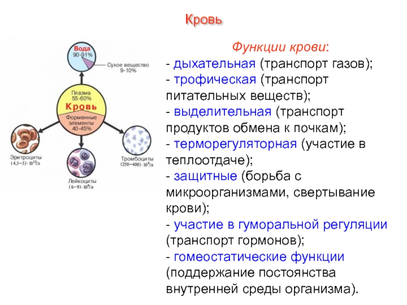 Дыхание транспорт веществ