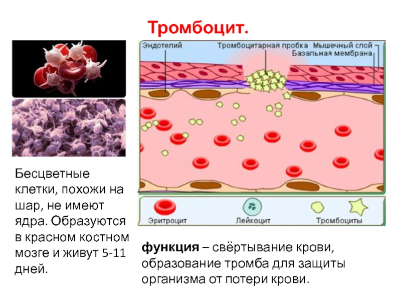 Бесцветные клетки