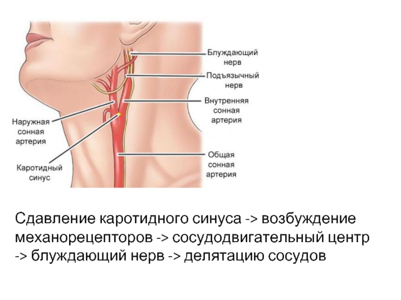 Где находится сонная артерия слева. Сосуды каротидного синуса. Общая Сонная артерия анатомия каротидный синус. Артерия каротидного синуса. Клубочки каротидного синуса.
