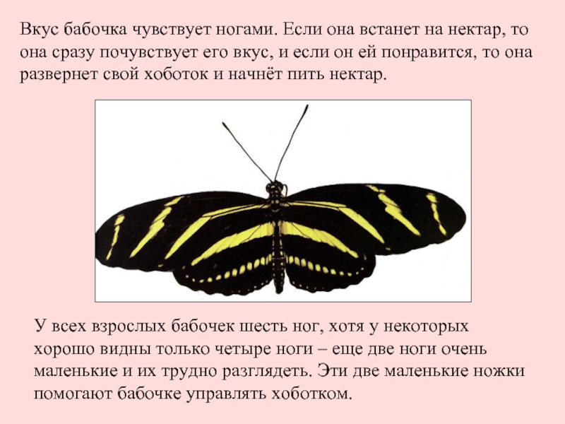 Сходства и различия бабочек 2 класс. Сведения о бабочках. Важные сведения о бабочках. Интересные факты о бабочках. Важные сведения о бабочках для детей.