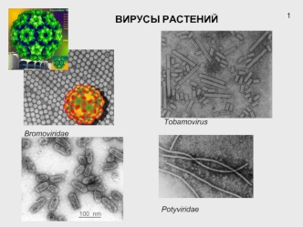 Вирусы растений