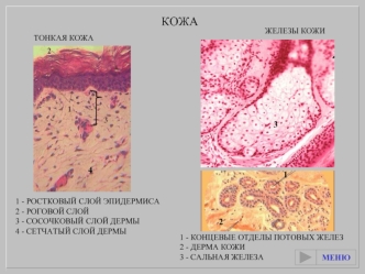 Кожа. Железы кожи. Тонкая кожа