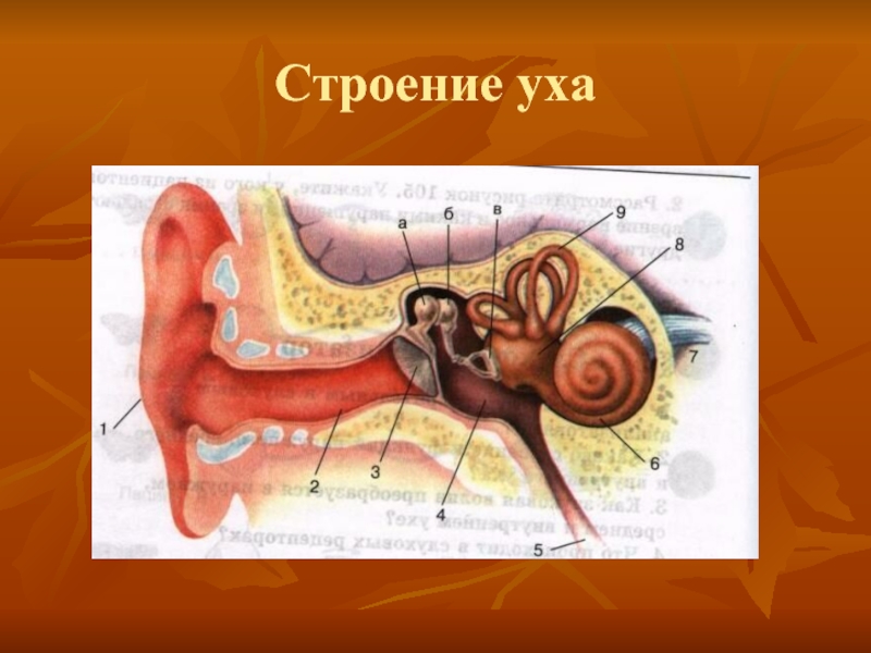 Орган слуха рисунок 8 класс