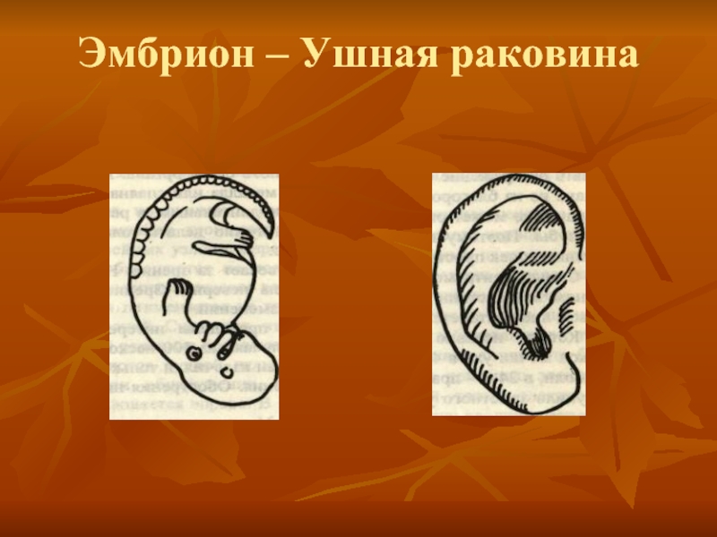 Ушные раковины образованный. Ушная раковина и эмбрион. Ушная раковина и эмбрион человека. Зародыш проекция на ушной раковине.