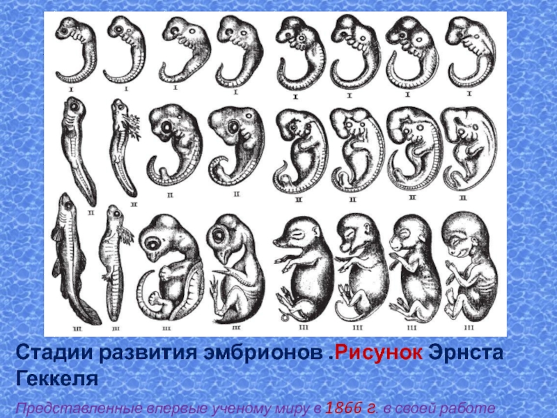 Стадии развития зародыша рисунки. Эволюция эмбриона Геккель. Эрнст Геккель эмбрионы. Стадии развития зародыша человека. Таблица эмбрионов Геккеля.