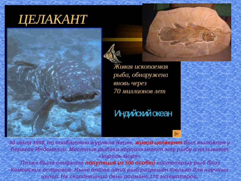 Живые ископаемые сообщение по биологии. Живой целакант. Целакант окаменелость. Целакант рыба доклад. Живые ископаемые рыбы.