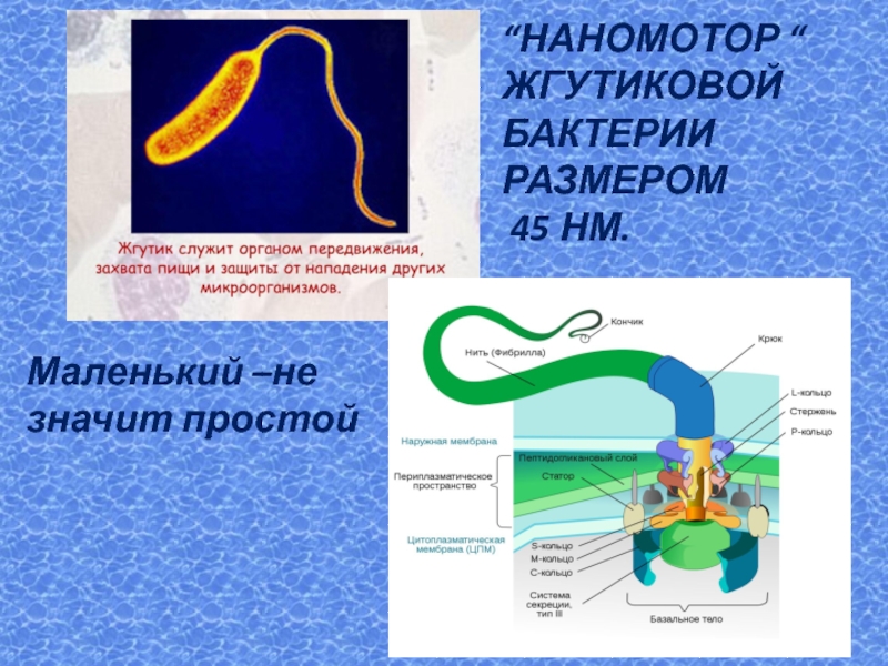 Размеры бактерий. Наномоторы бактерий. Наномотор жгутика. Жгутиковый двигатель бактерии. Компоненты жгутикового аппарата бактерий:.