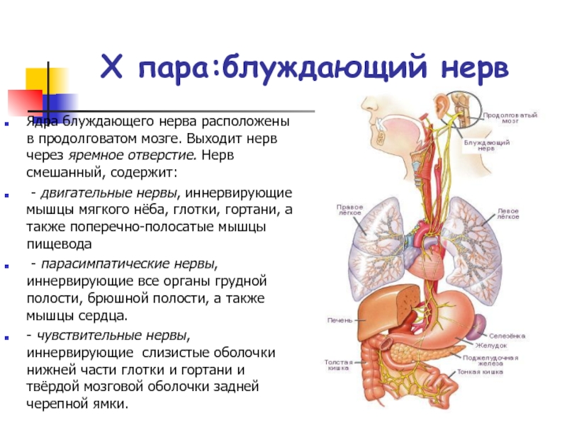 Вагус где находится фото