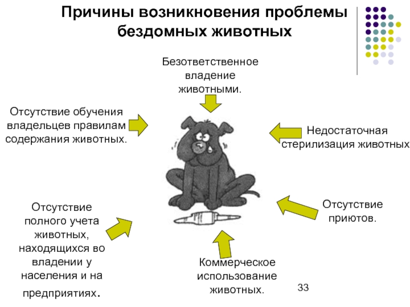 Причины появления бездомных животных проект