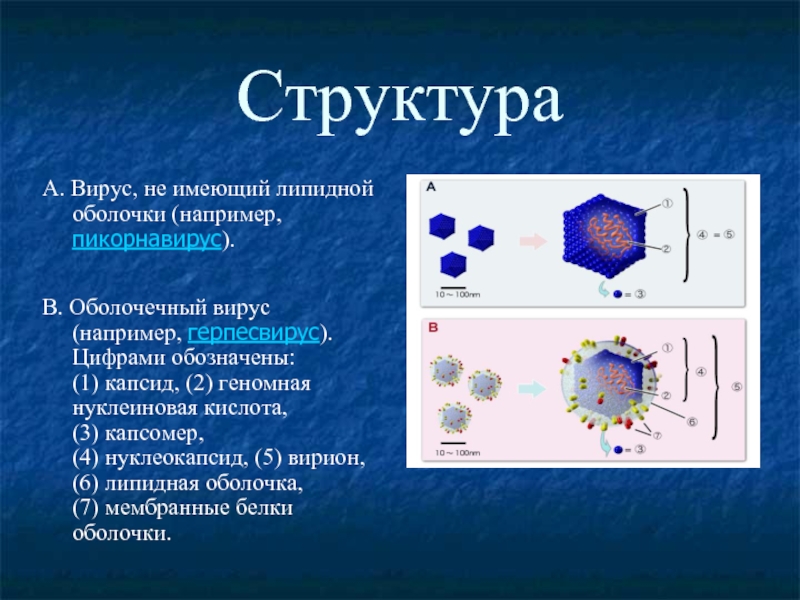 Вирусная нуклеиновая кислота. Капсид белковая оболочка вируса. Вирион нуклеокапсид. Структура вируса. Строение вирусной частицы.