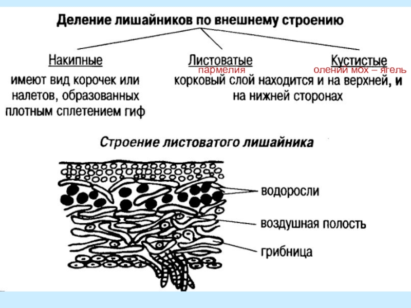 Схема лишайника. Строение клетки лишайников. Строение лишайника пармелия. Микроскопическое строение лишайника. Лишайник ягель строение.