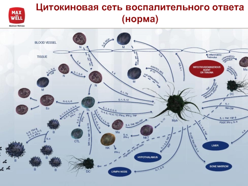 Цитокиновый шторм картинки