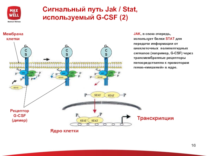 Путь c. Jak stat сигнальный путь рецепторы. Jak stat сигнальный путь схема строения и механизм. Jak-stat – сигнальный путь цитокинового рецептора. Jak/stat киназы Smad.