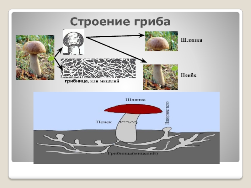 Из чего состоит мицелий гриба. Строение гриба. Строение грибницы. Грибница гриба.