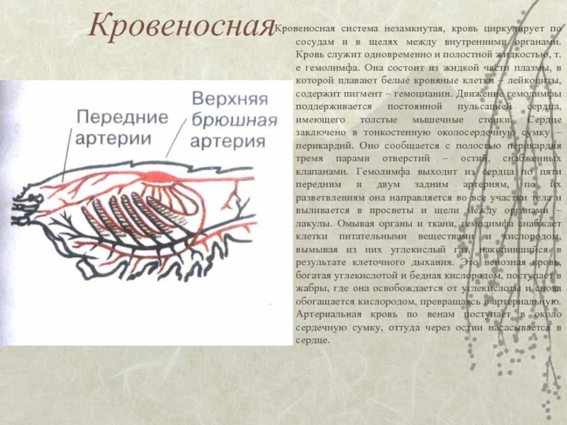 Кровеносная система насекомых выполняет функции