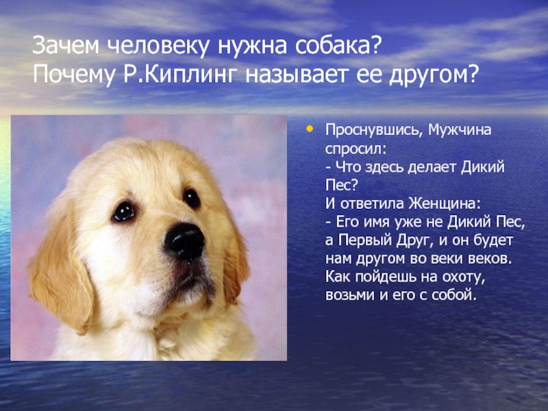 Почему русские собаки. Почему @ называется собака. Зачем нужна собака человеку. Как назвать собаку. Почему собаку называют другом человека.
