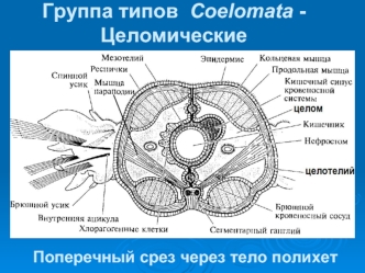 Группа типов  Coelomata - Целомические