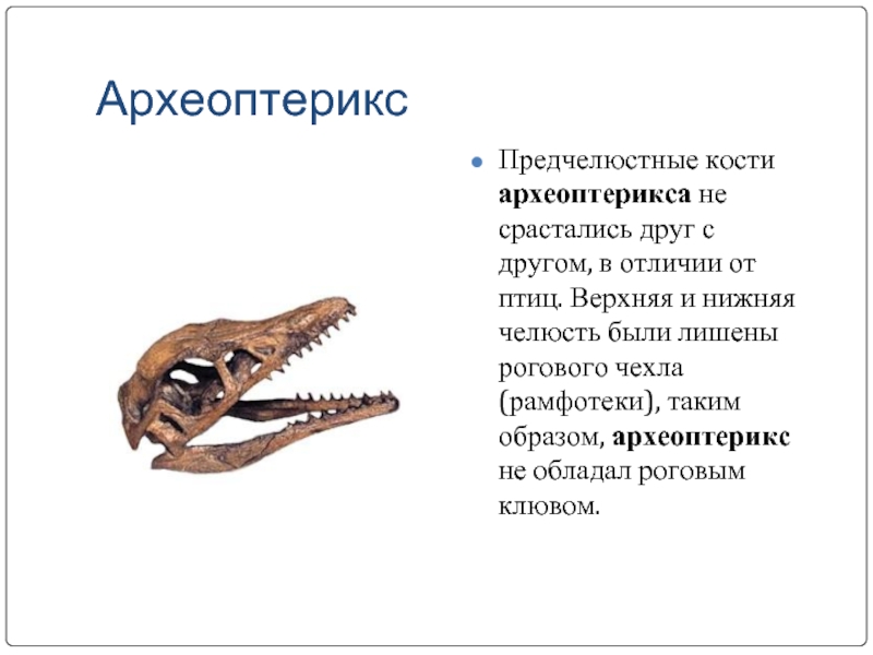 Роговой клюв птицы. Археоптерикс клюв. Археоптерикс зубы. Динозавр с клювом. Челюсть археоптерикса.