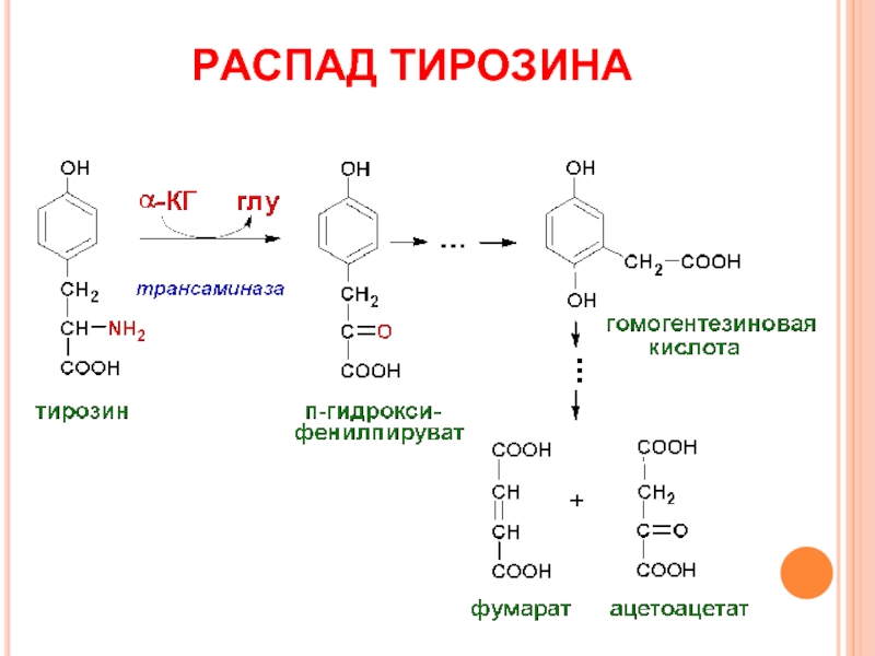 Л тирозин. Распад тирозина. Родоначальная структура тирозина. Расщепление тирозина. Электронные эффекты тирозина.