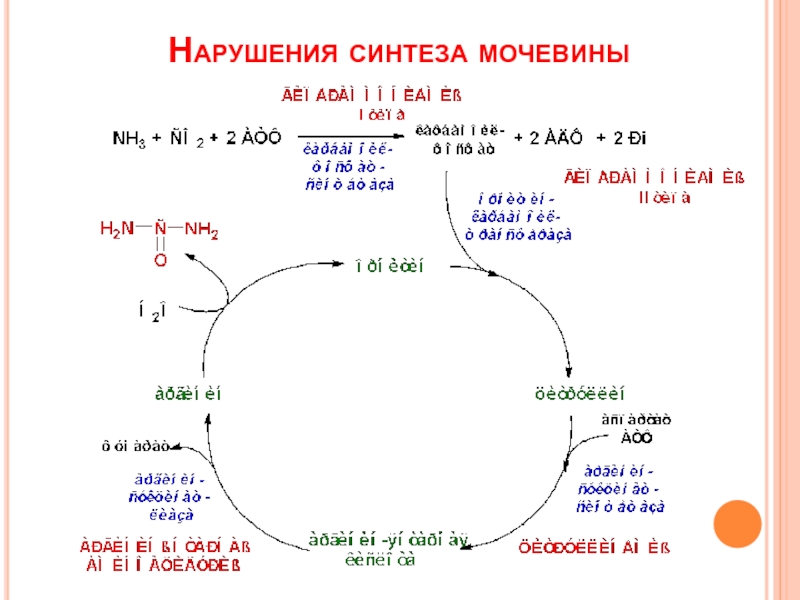 Нарушение синтеза. Нарушение синтеза мочевины. Нарушение синтеза мочевины биохимия. Нарушение биосинтеза мочевины. Нарушение синтеза и выведения мочевины биохимия.