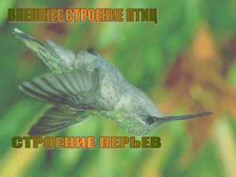 ВНЕШНЕЕ СТРОЕНИЕ ПТИЦ