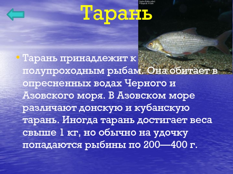 Как называется азовский. Рыбы Азовского моря перечень. Рыбы черного и Азовского морей. Рыба обитающая в Азовском море. Тарань с Азовского моря.