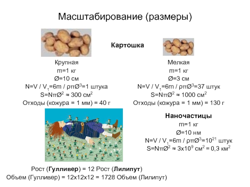 Объем картофеля. Размер картофеля.