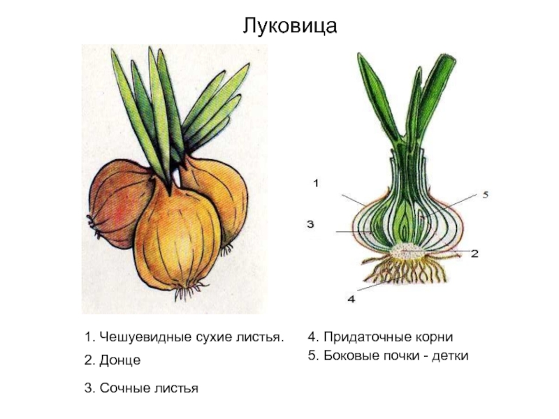 Луковица рисунок биология