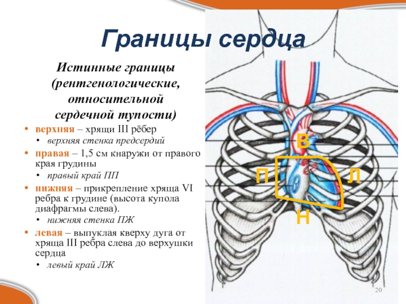 Границы сердца