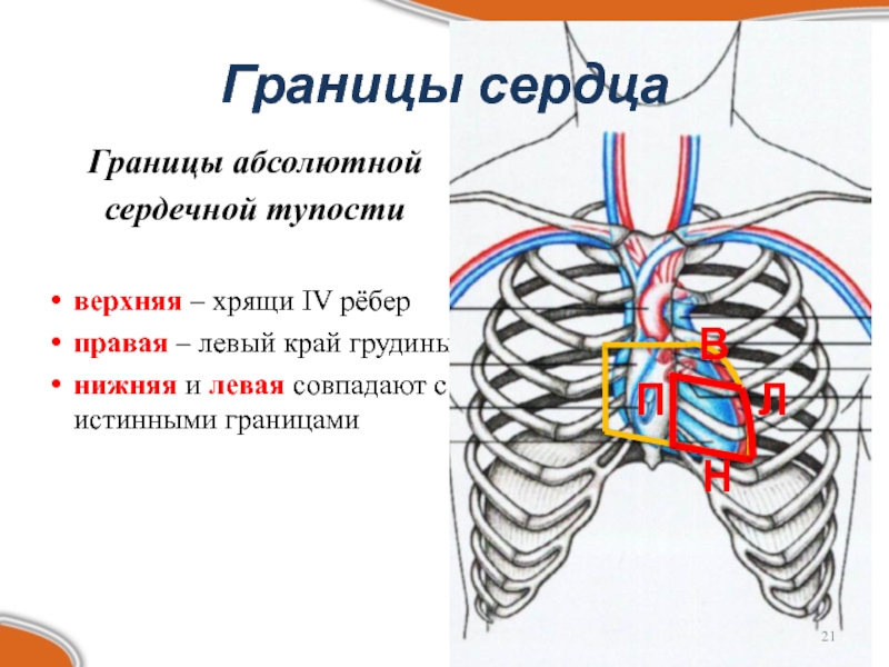 Границы сердца. Абсолютная тупость сердца в норме. Границы абсолютной тупости сердца. Границы сердца абсолютные и относительные.