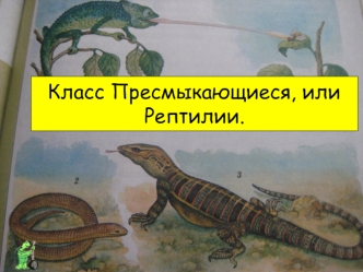 Класс Пресмыкающиеся, или Рептилии.