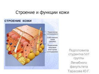 Строение и функции кожи