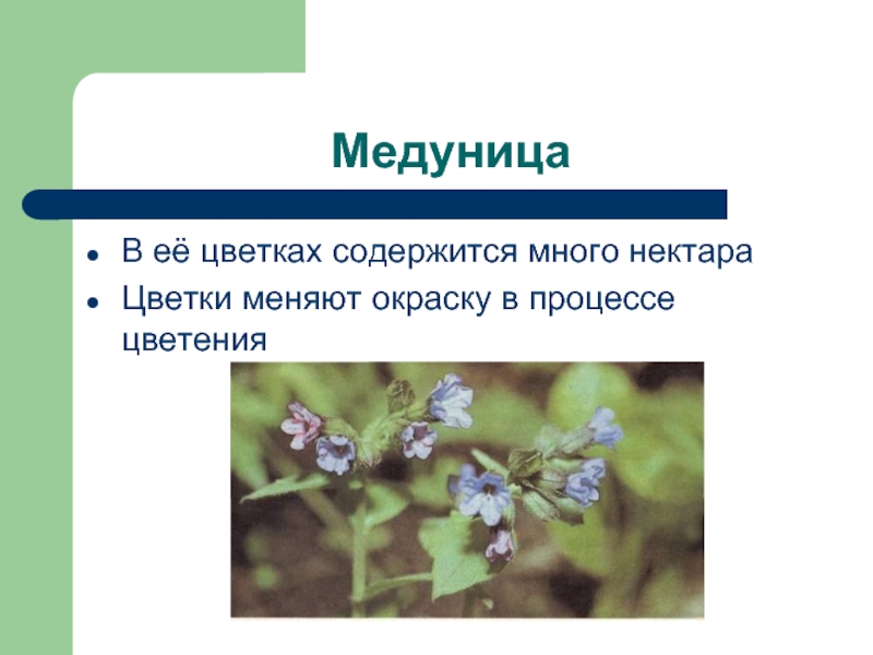 Значение процесса цветения в жизни растения. Медуница. Растение похоже на медуницу. Медуница медонос. Презентация на тему Медуница.